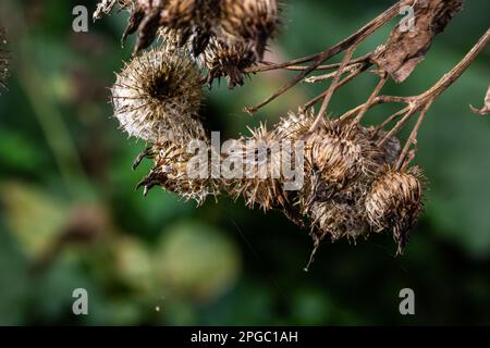 Die Stachelkraut-Burdock-Pflanze oder Arctium-Pflanze aus der Familie der Asteraceae. Trockenes braunes Arctium minus. Getrocknete Samenköpfe im Herbst. Reife Grate mit scharfem C. Stockfoto