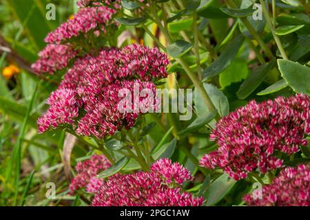 Rote blühende Sedum-Pflanze, Hylotelephium telephium. Wunderschöne Herbstblumen im Garten. Stockfoto