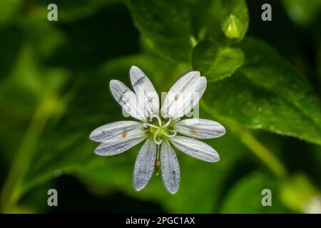 Myosoton aquaticum, Pflanze mit kleiner weißer Blume, bekannt als Wasserkicherkraut oder riesiges Kicherkraut auf grünem, verschwommenem Hintergrund. Stockfoto