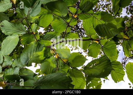 Leuchtend grüne gemeine Haselblätter auf zarten Zweigen mit wunderschöner Hintergrundbeleuchtung in einem Wald. Stockfoto