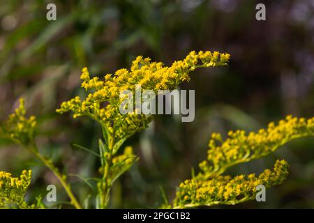 Gelbe Panikel von Solidago-Blumen im August. Solidago canadensis, auch bekannt als Kanadische Goldstange oder Kanadische Goldstange, ist eine mehrjährige krautige Pflanze Stockfoto