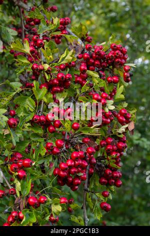 Weißdorn mit roter Frucht, Crataegus monogyna, Natürlicher, schöner Hintergrund. Stockfoto