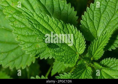 Foto einer Pflanze Brennnessel. Brennessel mit flauschigen grüne Blätter. Hintergrund Pflanze Brennnessel wächst in den Boden. Anlage. Stockfoto