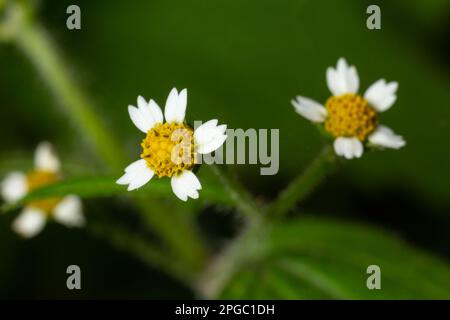 Nahaufnahme Galinsoga quadriradiata ist eine blühende Pflanzensorte der Familie Asteraceae, die unter mehreren gebräuchlichen Namen bekannt ist, einschließlich Shag Stockfoto