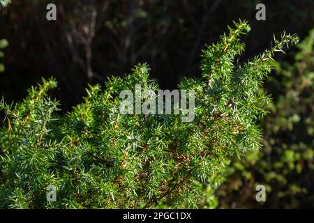 Juniperus communis, die Seezunge, ist eine Koniferenart der Familie Cupressaceae. Zweige der Seezunge Juniperus communis auf einem grünen B. Stockfoto