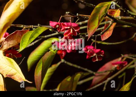 Euonymus europaeus - Spindelstrauch auch Europäischer Spindelbaum. Sträucher mit graubrauner Rinde, stumpfe Äste, Lanzeolat und Serratenblätter, Fruchtwitze Stockfoto