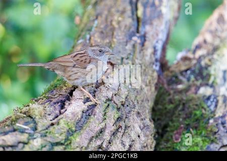 Dunnock [ Prunella modularis ] am Baumstamm Stockfoto