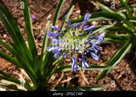 Blaue afrikanische Lilienblüten auf einem verschwommenen Hintergrund. Lily von Nil Stockfoto