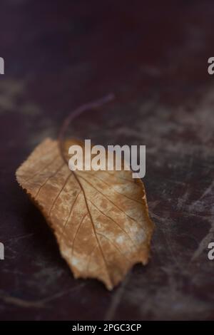 Herbstblatt mit geringer Schärfentiefe Stockfoto