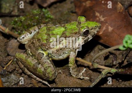 Paddy Frog, Fejervarya limnocharis, Klungkung, Bali, Indonesien Stockfoto