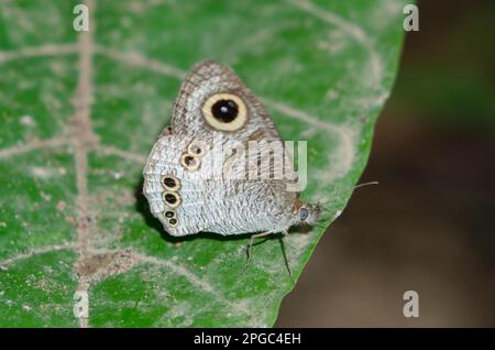 Five Ring Butterfly, Ypthima baldus, auf Blatt, Klungkung, Bali, Indonesien Stockfoto