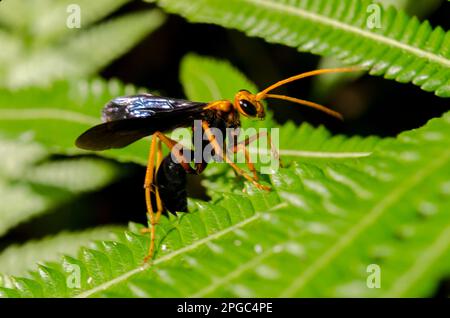 Mud Dauber Wasp, Apoidea Superfamily, on leaf, Klungkung, Bali, Indonesien Stockfoto