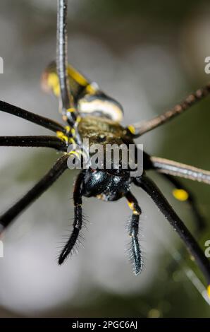 Golden Weaver Spider, Nephila pilipes, im Internet mit Pedipalps, Klungkung, Bali, Indonesien Stockfoto