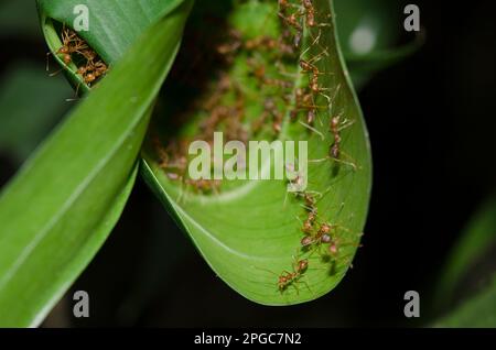 Kolonie von Garden Weaver Amts, Oecophylla sp., im Blattnest, Klungkung, Bali, Indonesien Stockfoto