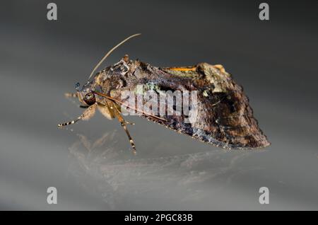 Common Fruit-Piercing Moth, Eudocima phalonia), auf Glas, gewöhnliche landwirtschaftliche Fruchtpest piercing Fruit to suck Juice, Saba, Gianyar, Bali, Indonesien Stockfoto