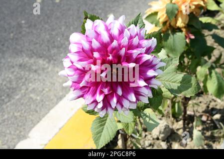 Byzantinische magentafarbene (Waterlily) Dahlia des Kultivars „Cameo“ mit weißen Blütenblättern: (Pix Sanjiv Shukla) Stockfoto