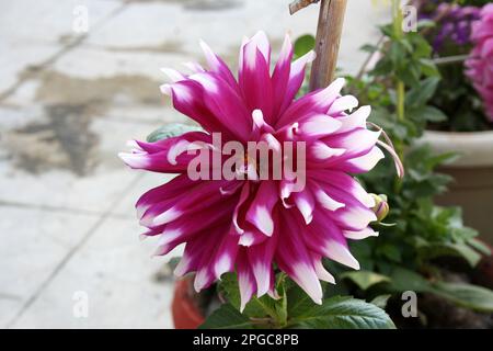 Byzantinische magentafarbene (Waterlily) Dahlia des Kultivars „Cameo“ mit weißen Blütenblättern: (Pix Sanjiv Shukla) Stockfoto