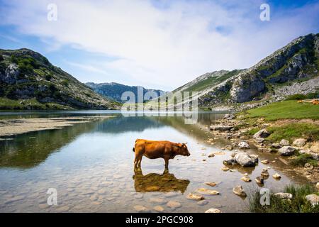 Kühe um den Enolsee in Covadonga, Picos de Europa, Asturien, Spanien Stockfoto