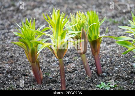 Fritillaria-Triebe, Pflanzen, Kronenfritillar, Fritillaria imperialis Aureomarginata, Fritillar, Anschwellen, Frühling, Gärtnereichen Stockfoto