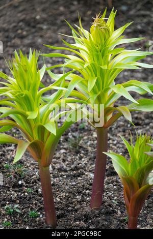 Wuchssträhnen, Fritillar, Sprossen, Keuchen, Frühling, Früh, Pflanzen, Fritillaria, Kronkaiserliche Fritillar, Triebe Stockfoto