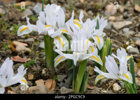 Alpine, Iris reticulata, Small, Iris, Pflanzen, Iris, Cluster, Flaggen, Hardy, Iris „White Caucasus“ Alpenpflanzen Felsen Stockfoto