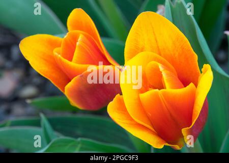 Tulipa kaufmanniana Shakespeare, Liliaceae, Flowers, Tulipa, Flower, Wasserlilien-Tulpe, Orange-Gelb, Nahaufnahme, Tulpen Stockfoto