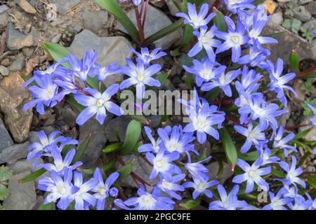 Glory-of-the-Snow, Chionodoxa, Scilla forbesii, Scilla 'Blue Giant', Frühling, Alpin, Pflanzen, Felsen, Garten Stockfoto