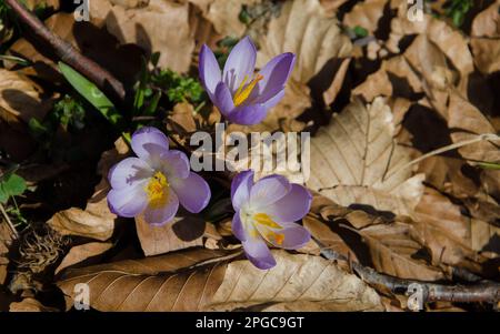 Wunderschöne Makroaufnahme von violetten Frühlingskrokussen (Crocus vernus), die im Frühling in hellem Sonnenlicht mit sichtbaren Orangenpollen blühen Stockfoto