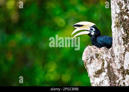 Ausgewachsener männlicher orientalischer Rattenschwanz, der eine Frau zu einem möglichen Nestplatz in einem Baum ruft, Singapur. Stockfoto