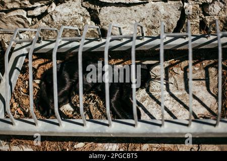 Schwarze Katze hinter Gittern. Mljet Natonal Park, Kroatien. Stockfoto