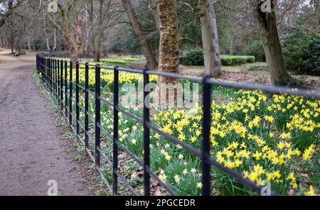 Yellow Daffodils im Frühling, Langley, Großbritannien Stockfoto