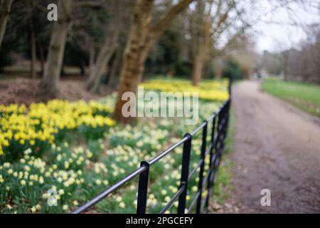 Yellow Daffodils im Frühling, Langley, Großbritannien Stockfoto