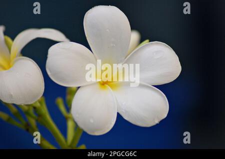 Plumeria-Blume, Frangipani-Blume, MakroNatur aus nächster Nähe, Bokeh-Hintergrund Stockfoto