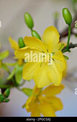 Blume Ochna integerrima gelb, Nahaufnahme Natur-Bokeh Hintergrund Makrofoto Stockfoto