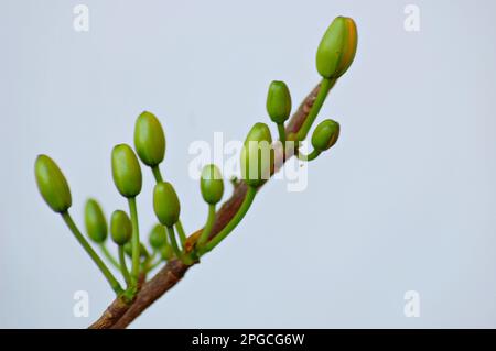 Gelbe Ochna integerrima-Blume, Nahaufnahmen der Natur mit Bokeh-Hintergrund Stockfoto