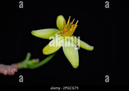 Gelbe Ochna integerrima-Blume, Bokeh-Hintergrund aus nächster Nähe, Stockfoto