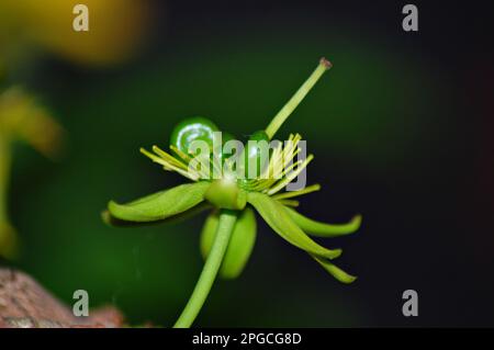 Gelbe Ochna integerrima-Blume, Nahaufnahmen der Natur mit Bokeh-Hintergrund Stockfoto