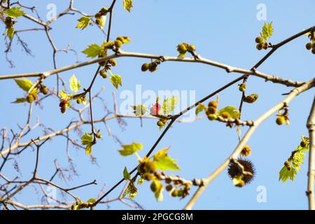 Knospen eines Kastanienbaums im Frühling. Blauer Himmel und Kastanienzweige im Hintergrund Stockfoto