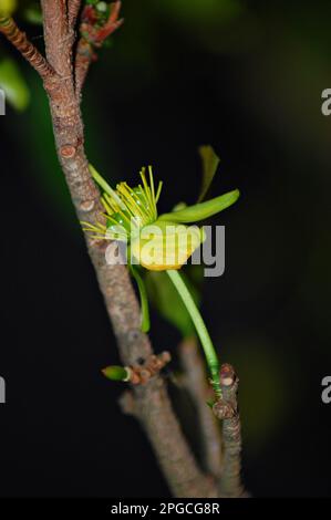 Gelbe Ochna integerrima-Blume, Nahaufnahmen der Natur mit Bokeh-Hintergrund Stockfoto