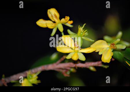 Gelbe Ochna integerrima-Blume, Nahaufnahmen der Natur mit Bokeh-Hintergrund Stockfoto