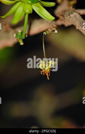 Gelbe Ochna integerrima-Blume, Nahaufnahmen der Natur mit Bokeh-Hintergrund Stockfoto