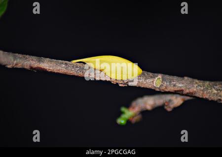 Gelbe Ochna integerrima-Blume, Nahaufnahmen der Natur mit Bokeh-Hintergrund Stockfoto