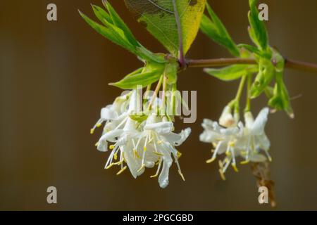 Weiße Nahaufnahme Blüten Geißblatt Lonicera x purpusii „Winter Beauty“ Geißblatt Blume Nahaufnahme Blüte Zweig blühend März Lonicera „Winter Beauty“ Stockfoto