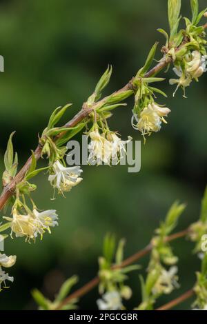 Geißblatt Lonicera purpusii 'Winter Beauty' duftende blühende Sträucher Winter blühende Geißblatt duftende Blüten Frühjahrs blühender Zweig weiß Stockfoto