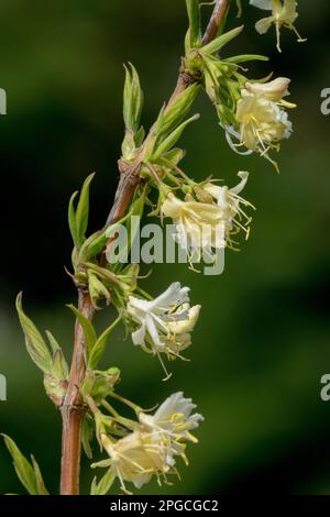 Lonicera, Werk, März, Blumen, Zweigstelle, Blüten, Geißblatt, Lonicera x purpusii, Winter, Strauß Stockfoto