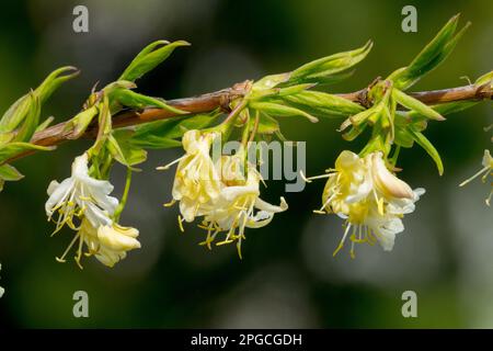 Nahaufnahme, Blüten, Honigsauger Lonicera purpusii Frühling, Blumen auf Zweig Lonicera „Winterschönheit“ Stockfoto