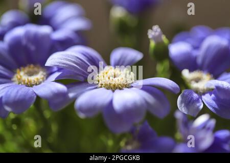 Blumen im Garten, Florist's Cineraria (Pericallis x Hybrida) Stockfoto