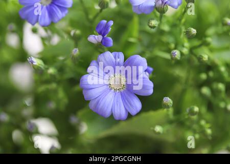 Blumen im Garten, Florist's Cineraria (Pericallis x Hybrida) Stockfoto