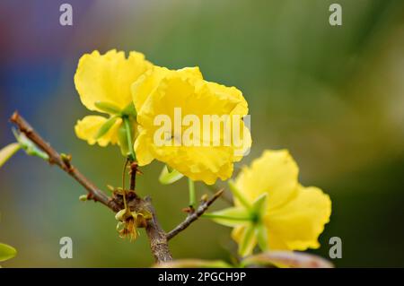 Gelbe Ochna integerrima-Blume, Nahaufnahmen der Natur mit Bokeh-Hintergrund Stockfoto