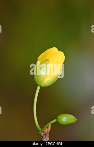 Gelbe Ochna integerrima-Blume, Nahaufnahmen der Natur mit Bokeh-Hintergrund Stockfoto